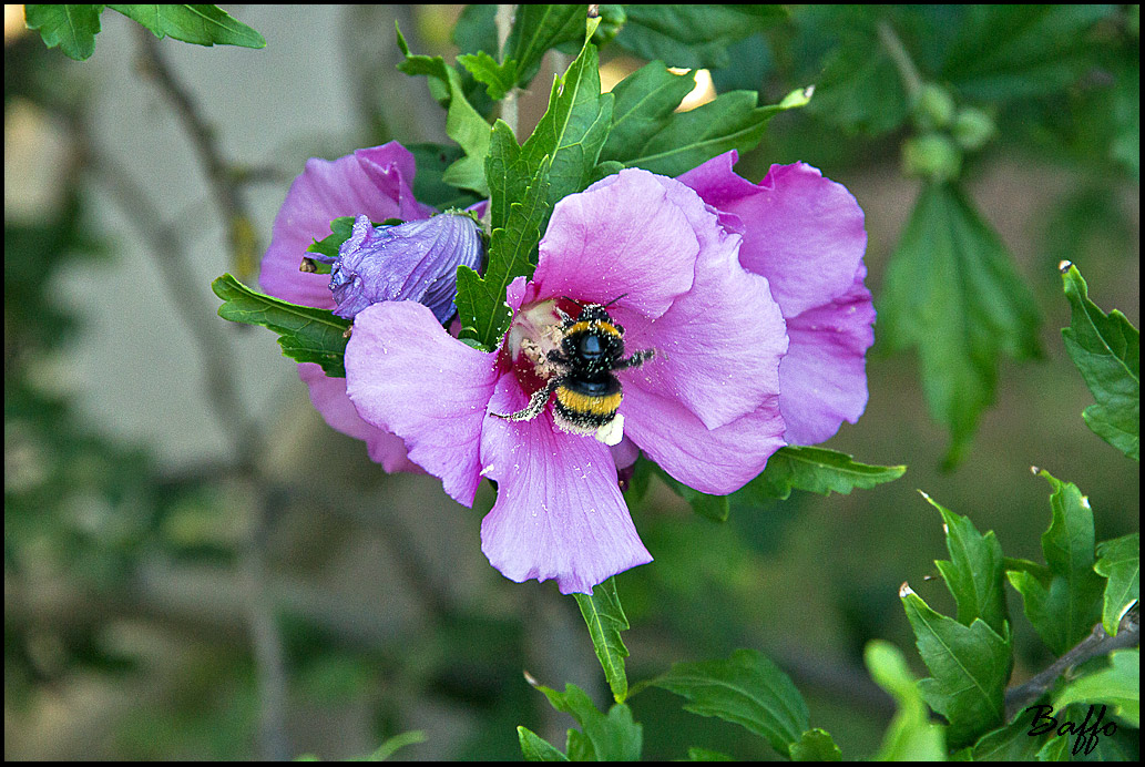 Abbuffata di polline.